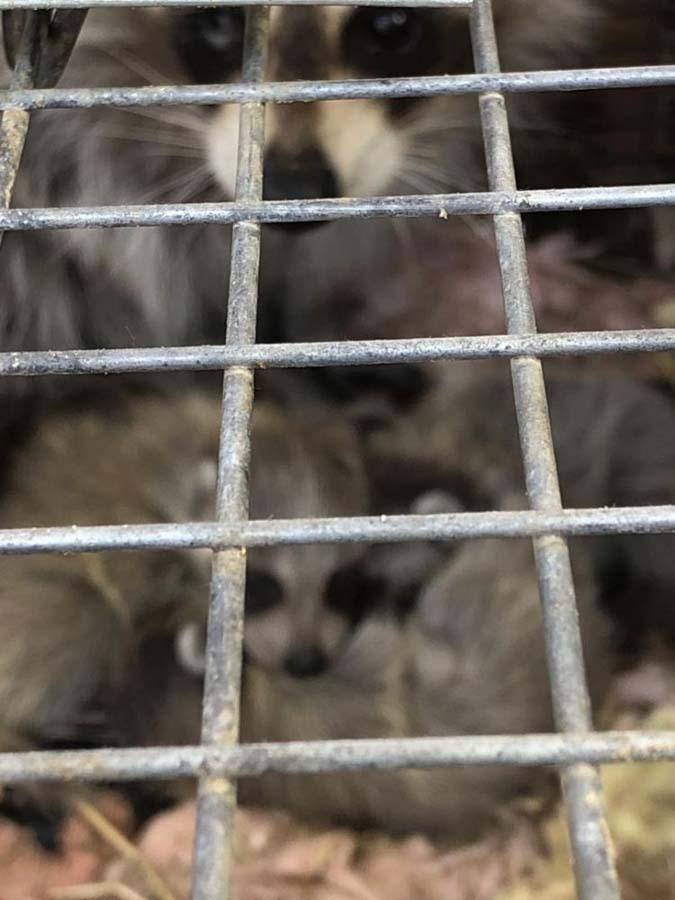 Capture de ratons Laval