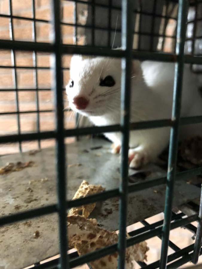 Capture de marmottes Laval