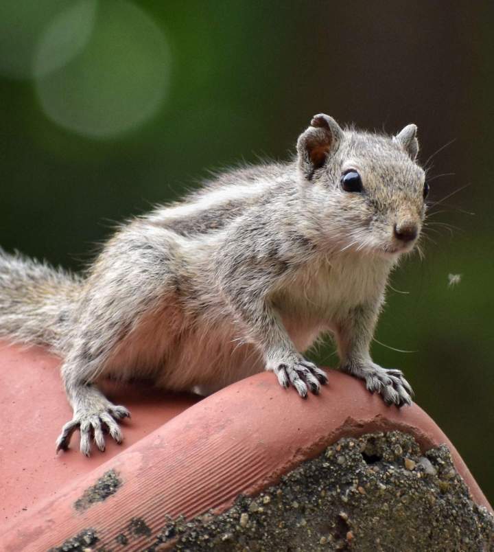 Squirrel capture and relocation in Saint-Hippolyte