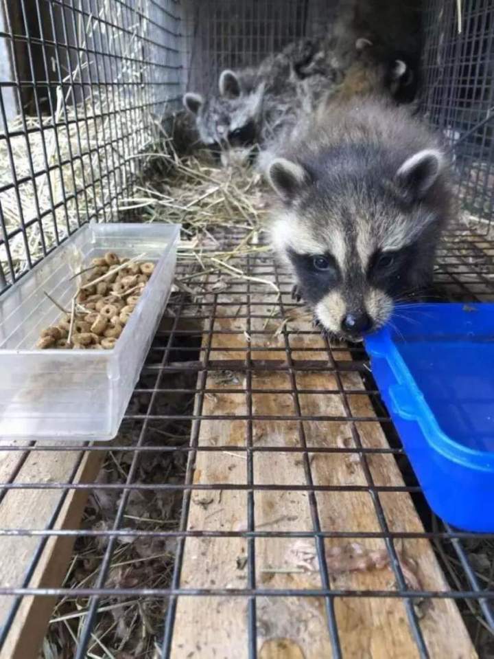 Raccoon Capture and Relocation Saint-Hippolyte