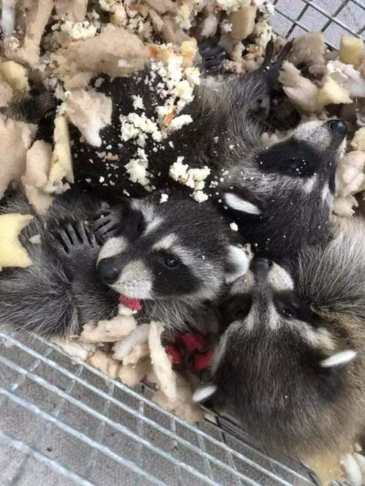 Expertise in Raccoon Capture and Relocation, Saint-Hippolyte