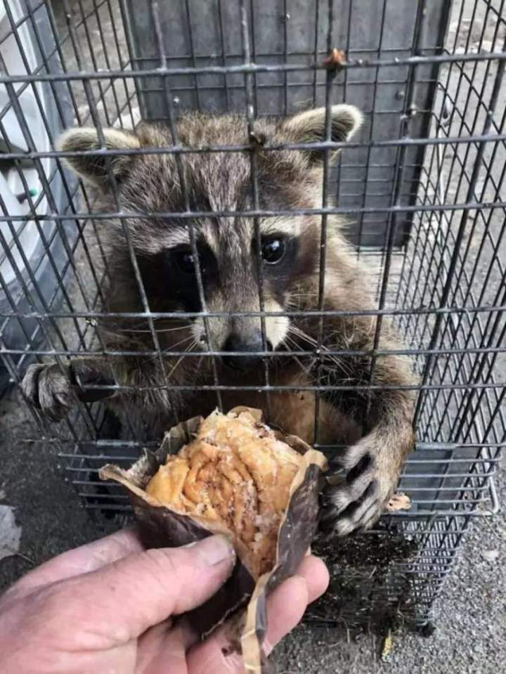 Raccoon capture in Saint-Hippolyte
