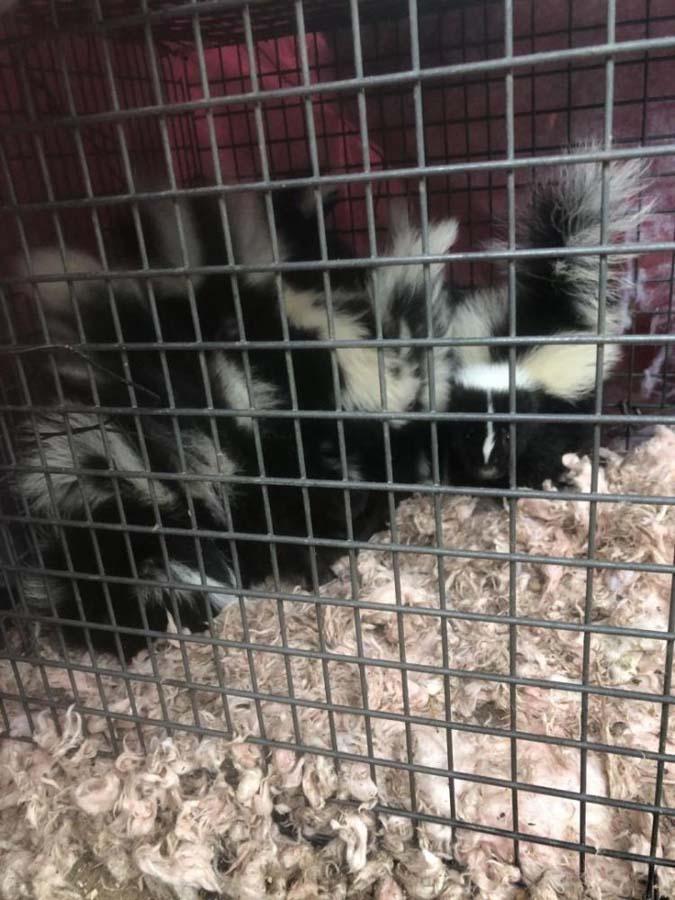 Capture de moufettes Laval