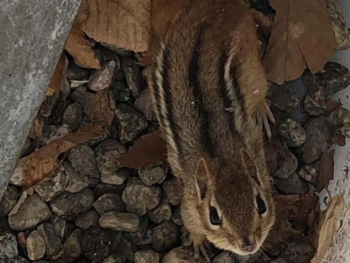 Capture de marmottes Laval