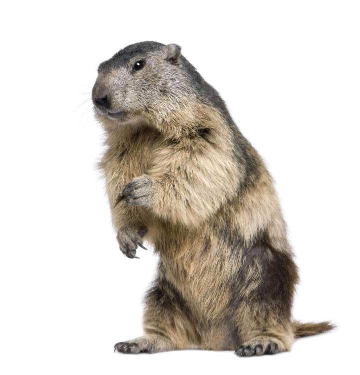 Rodent capture in Saint-Hippolyte