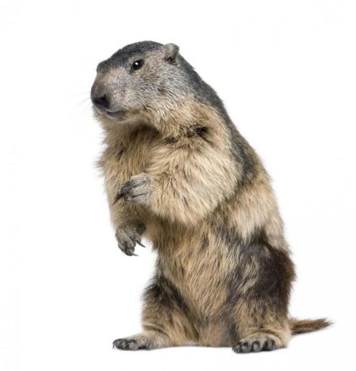 Capture de marmottes Laval