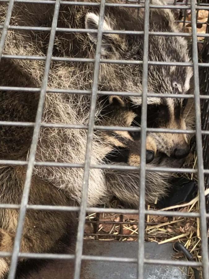 Capture de ratons Laval