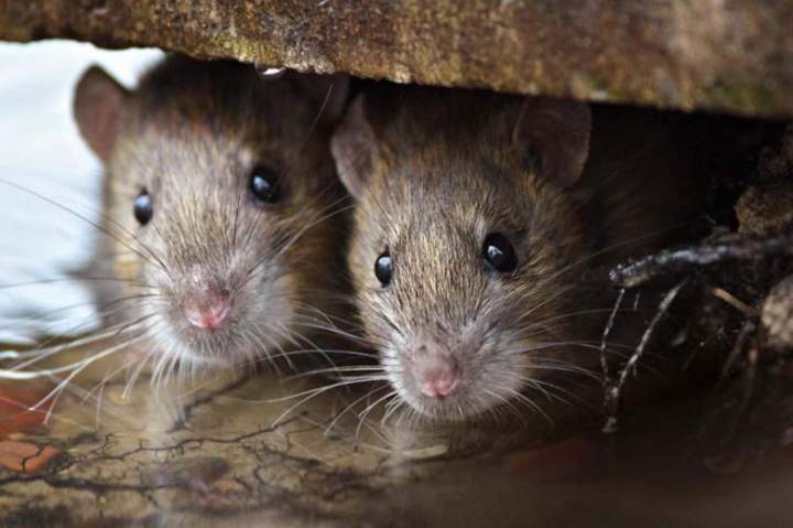 Déplacement et protection d’animaux Saint‑Hippolyte