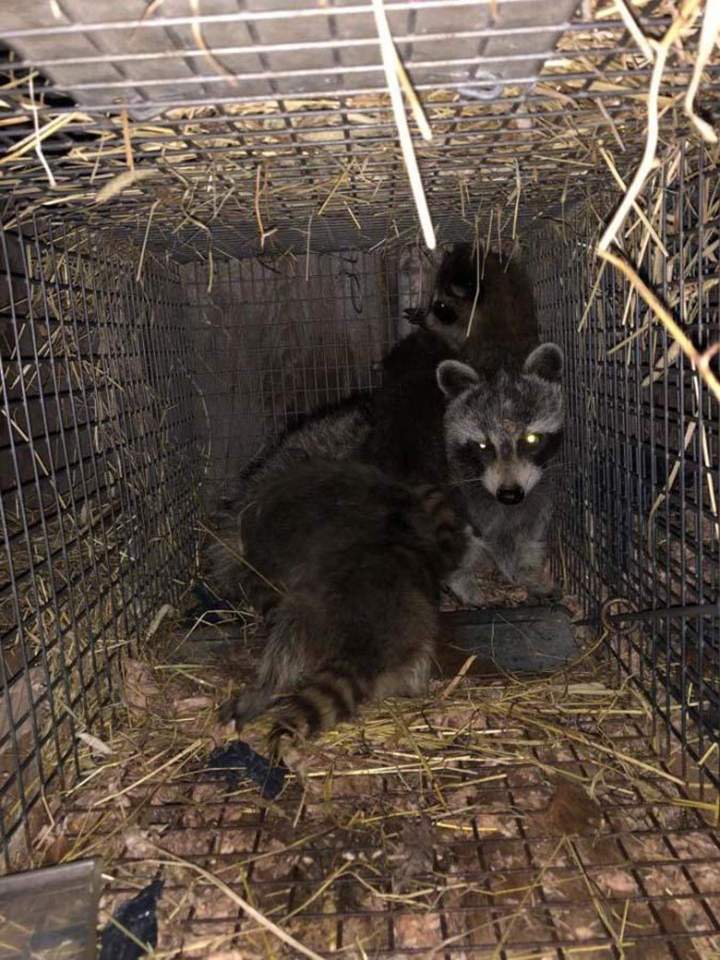 Déplacement et protection d’animaux Saint‑Hippolyte