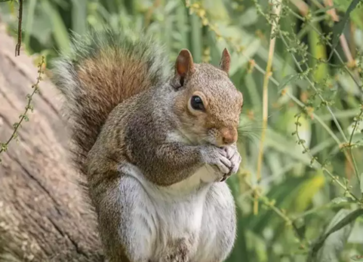 Capture et relocalisation d'écureuils, Montréal