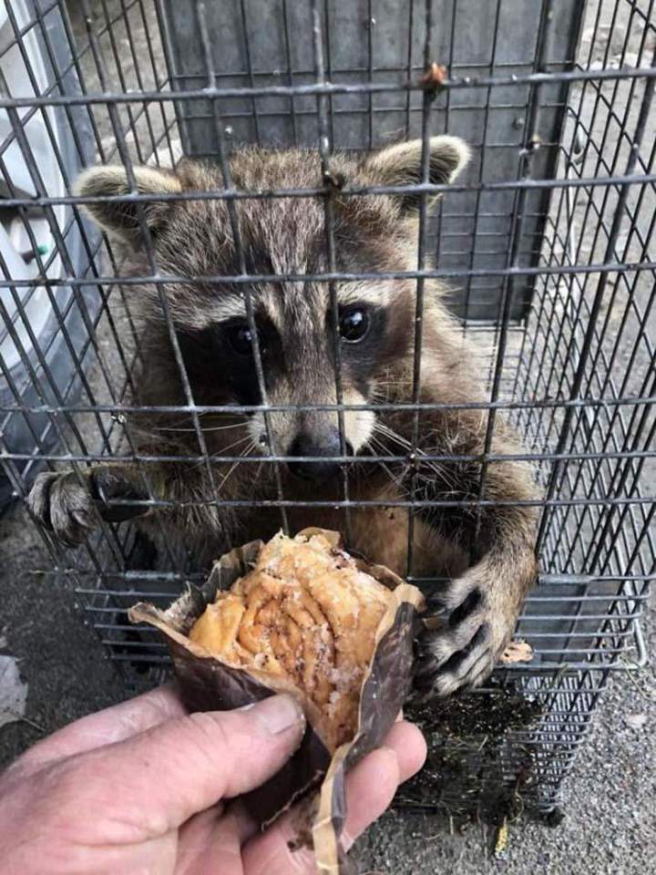 Gestion animale Saint‑Hippolyte