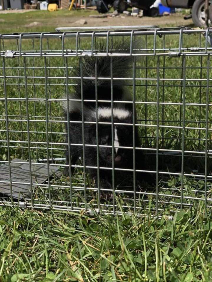 Gestion animale Saint‑Hippolyte