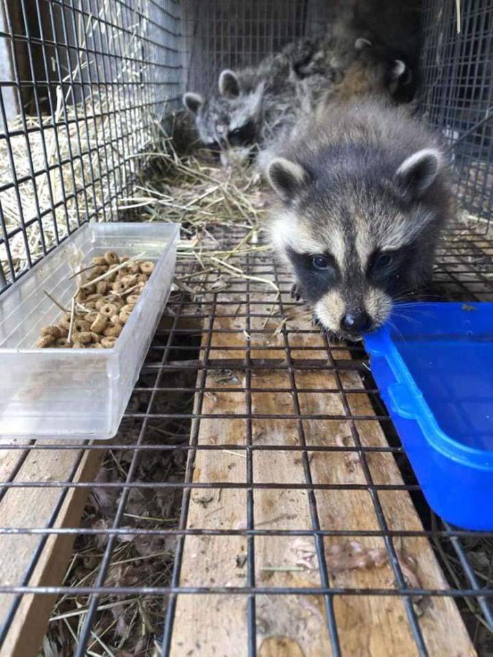 Relocalisation sécurisée d’animaux Saint‑Hippolyte