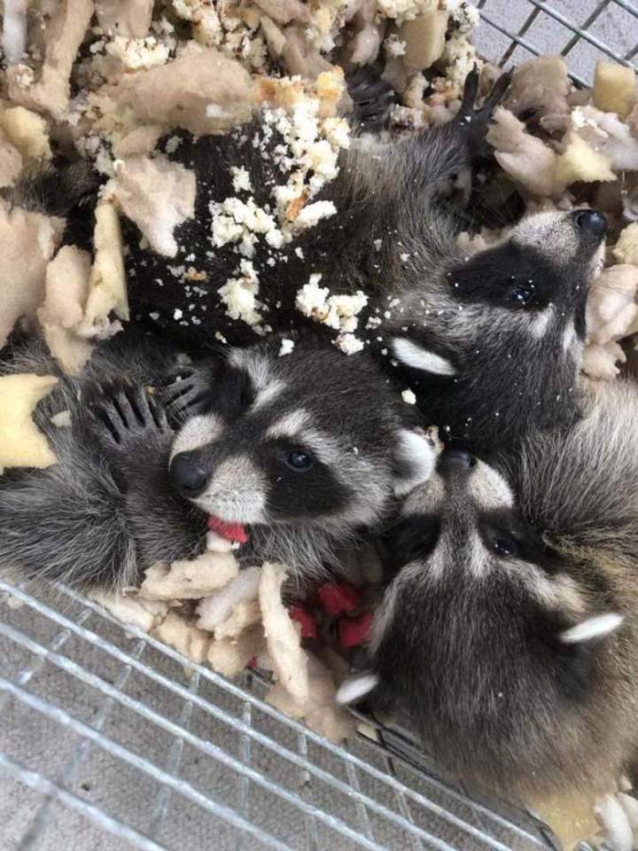Service de déplacement d’animaux Saint‑Hippolyte