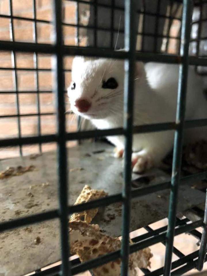 Service de déplacement d’animaux Saint‑Hippolyte