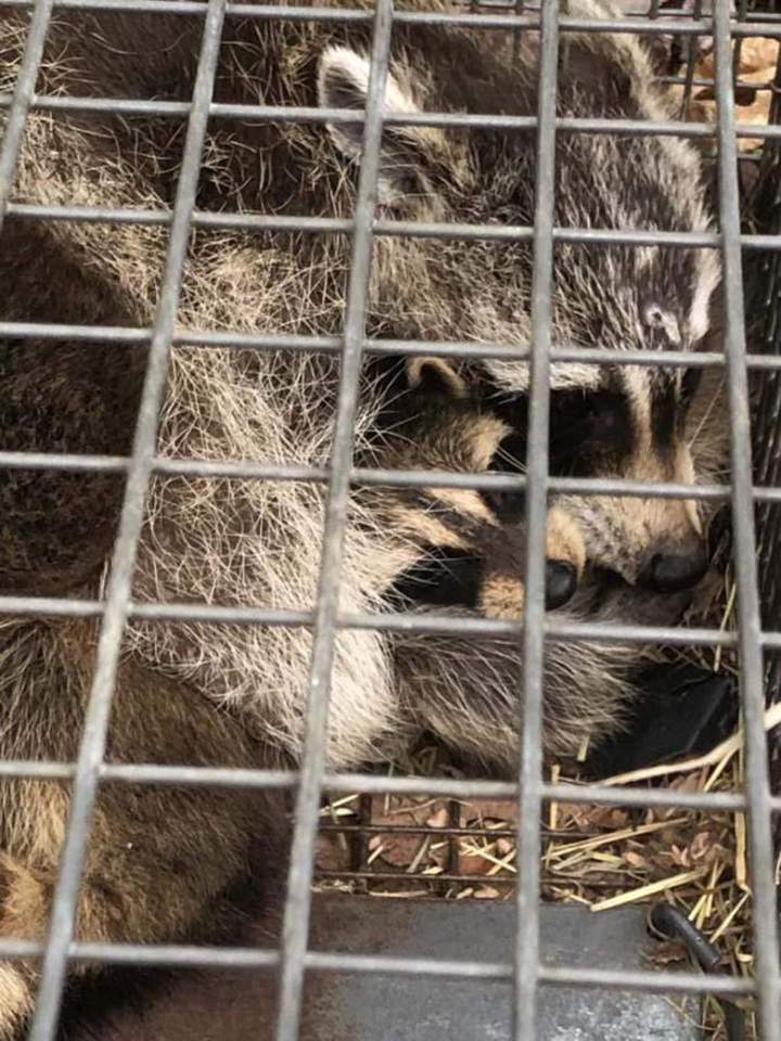 Solutions de capture animale Saint‑Hippolyte