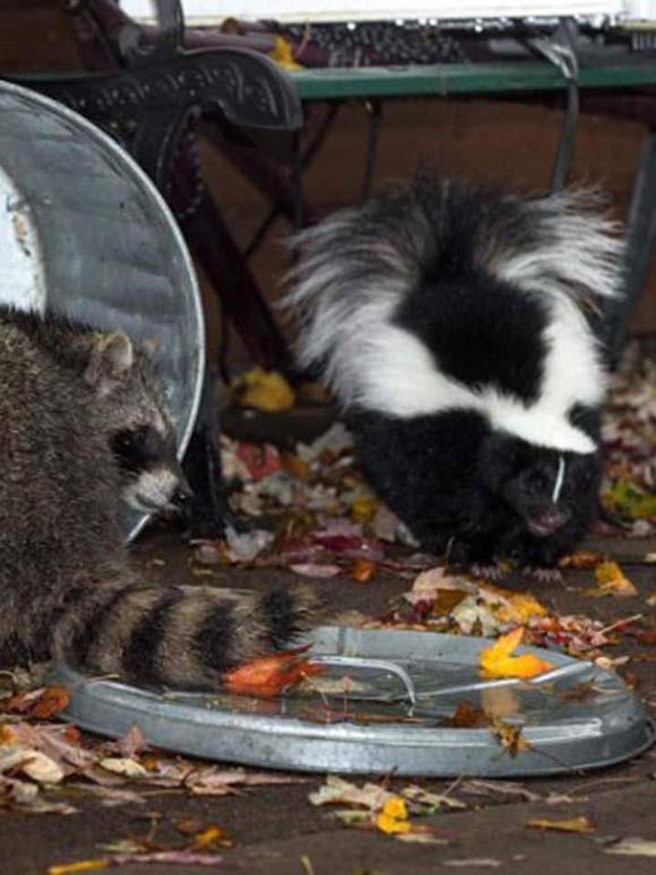 Transfert d’animaux Saint‑Hippolyte