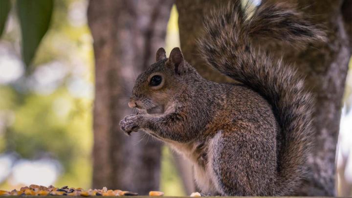 Spécialiste en capture d’animaux sauvages Laval