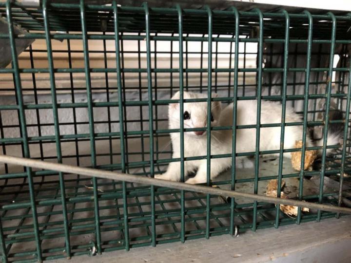 Capture de marmottes Laval