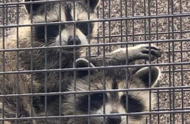 Entreprise de capture d'animaux sauvages, Saint-Eustache