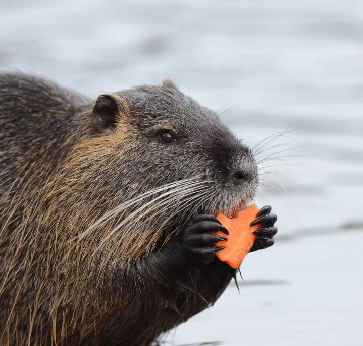 Service de capture et relocalisation de marmottes Saint-Hippolyte