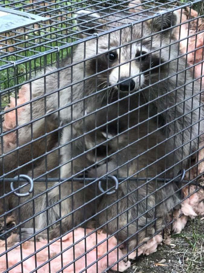 Capture de ratons Laval