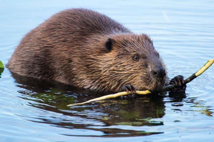 Beaver extermination Laval