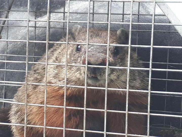 Extermination de castors Laval