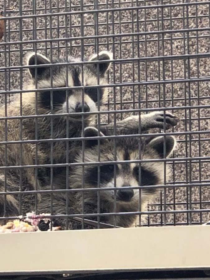 Capture de ratons Laval