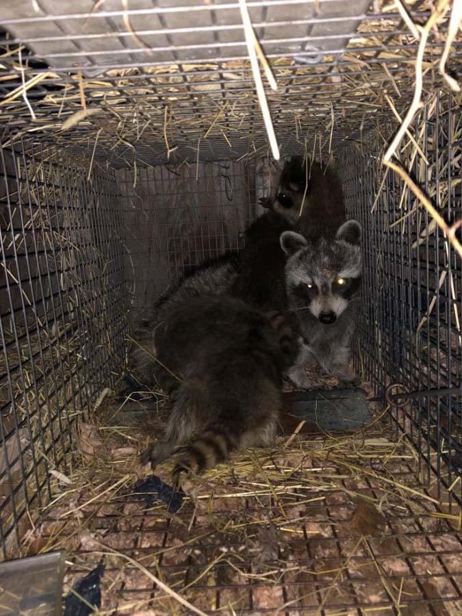 Capture de ratons Laval