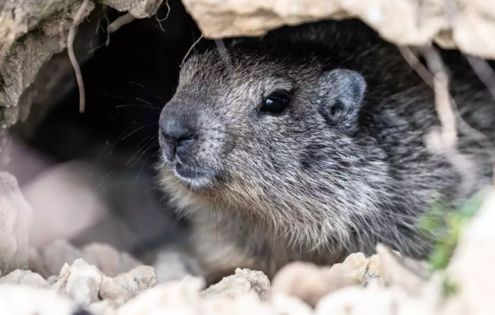 Capture et relocalisation de marmottes, Saint-Eustache