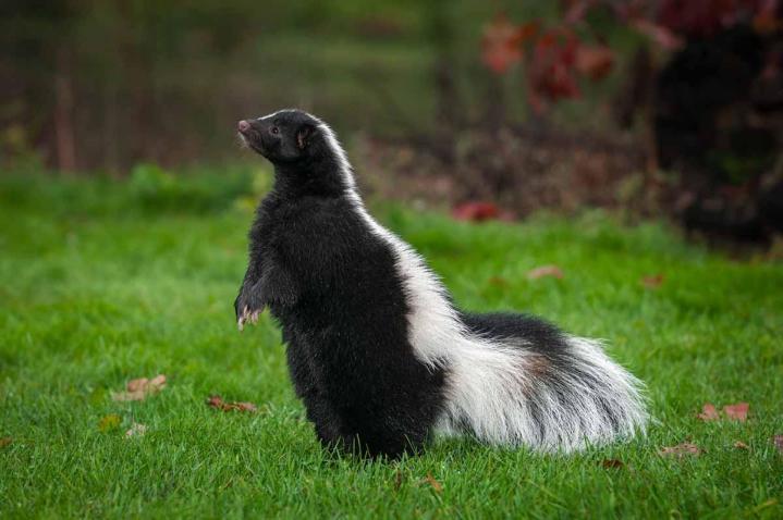 Comment éloigner les animaux sauvages ?