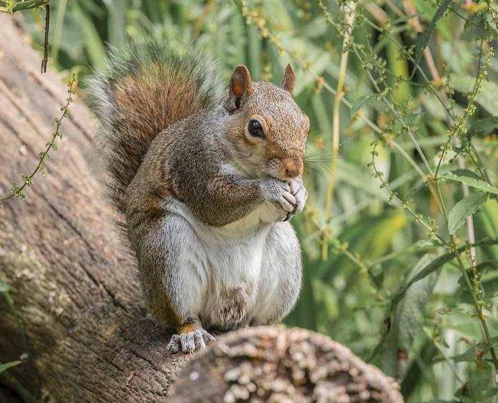 Quels sont les avantages de solliciter les services d'une entreprise de capture d'animaux sauvages ? Laval