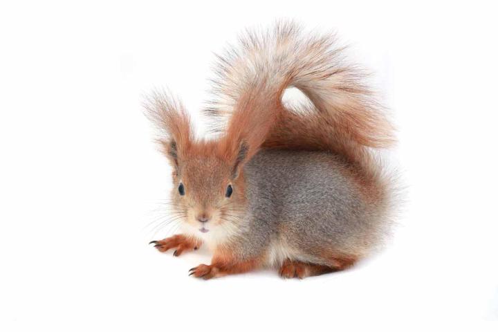 Entreprise de capture d'animaux sauvages, Blainville