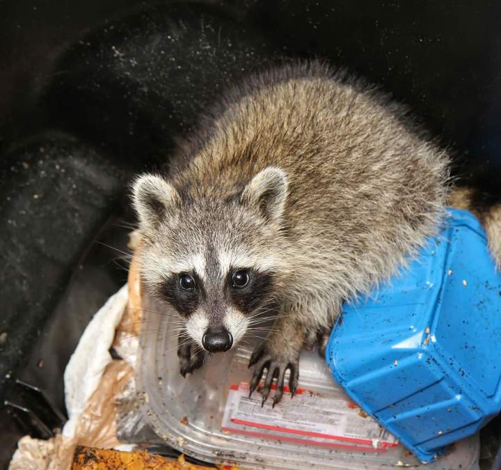 Expertise in Raccoon Capture and Relocation, Saint-Hippolyte