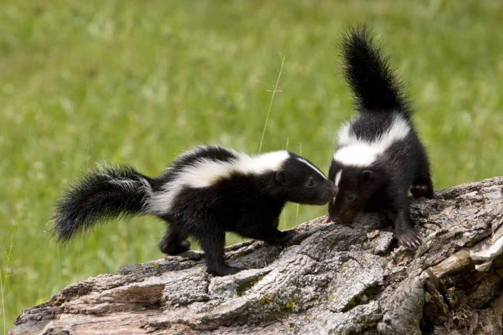 Comment se comporter face à un animal sauvage ? Laval