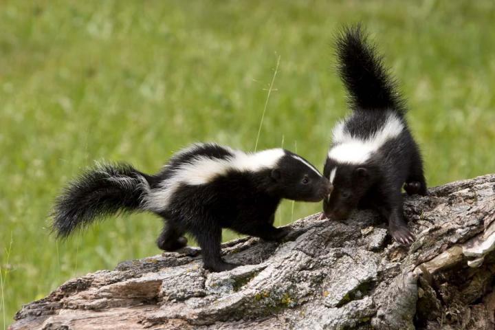 Skunks capture Terrebonne