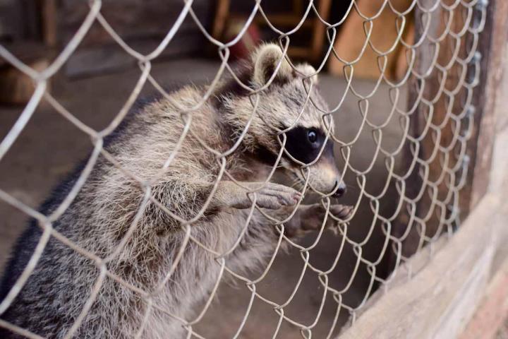 Qui est responsable des animaux sauvages ? Laval