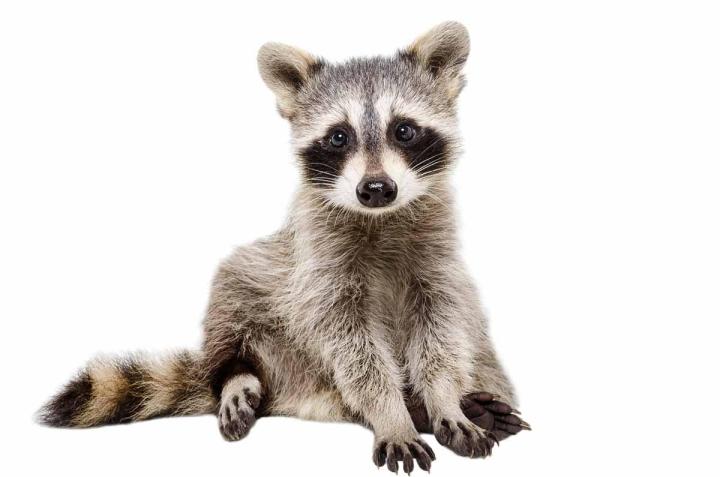 Comment transporter un animal capturé dans un piège à cage ? Laval