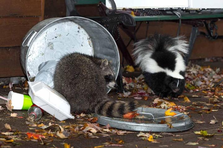 Comment savoir si un animal sauvage est en danger ou en détresse ? Laval