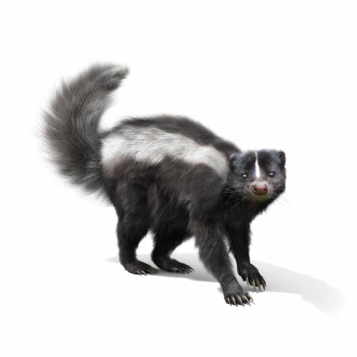 Comment attraper un animal sauvage ? Laval