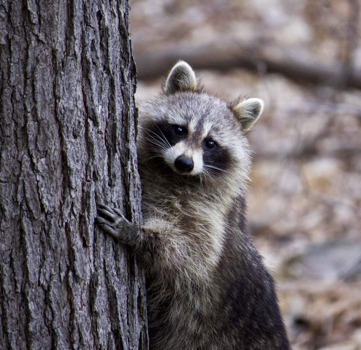 Raccoon Capture and Relocation Saint-Hippolyte
