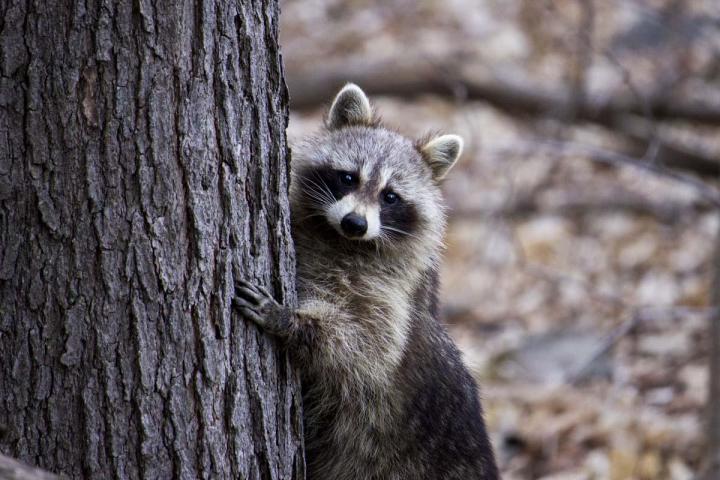 Raccoon capture Lanaudière