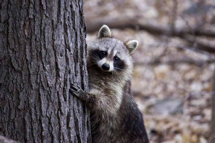 Comment relocaliser une marmotte ? Laval