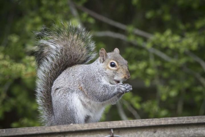 Capture et réintégration d’écureuils en milieu naturel dans les Laurentides