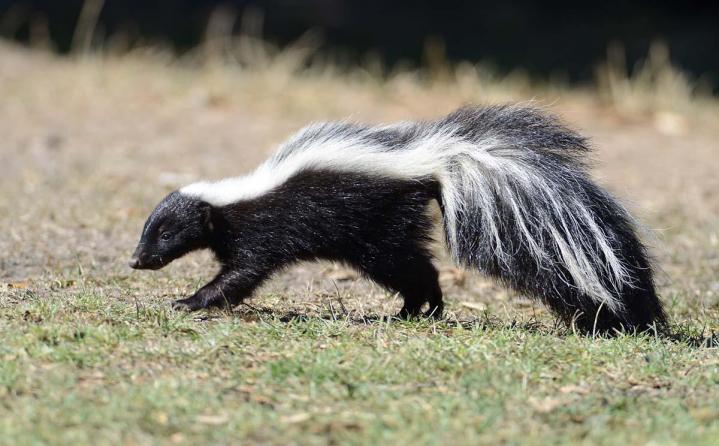 Skunks capture Laval
