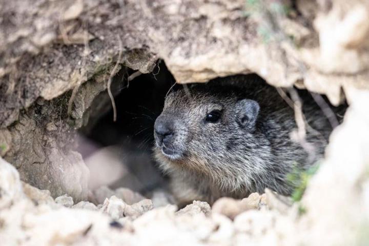Capture de marmottes en toute discrétion dans les Laurentides.